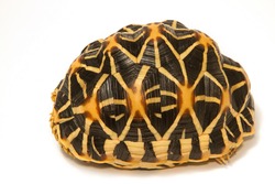 Indian Starred Tortoise on white background