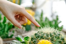 Female finger touching prickly green cactus