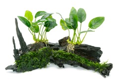 Anubias barteri aquarium plants and green moss on small driftwood 