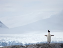 penguin  with open wings on a rock