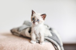 Kitten on a white knitted blanket. Little cut cat at home