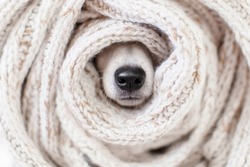 Muzzle is wrapped in knitted scarf close-up. Charming wet black dog nose inside warm clothes. Warming up for winter. Cozy autumn or winter concept