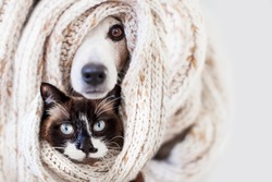Cat and dog sticking out from under a rug or a scarf. Pets hid from the cold. Cozy winter or autumn concept