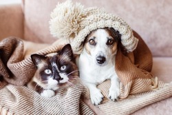 Cold at home, dog and cat are basking in a hat and under warm blanket. Dog and cat together under plaid