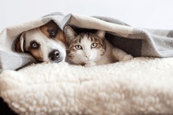 jack Russell the dog and the cat look at the camera. Portrait of a peaceful dog and cat lying on a soft couch under a gray cozy blanket, isolated on white