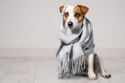 Dog wrapped in a scarf. Pet warms under a blanket in cold autumn weather