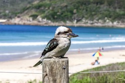Native Australian bird Kookaburra on the beach