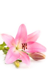 A pink lily flower, isolated on a white background.