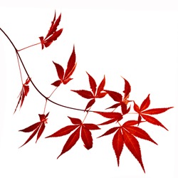 Autumn foliage , Japanese Red maple tree leaves  (Acer palmatum) Isolated on white background