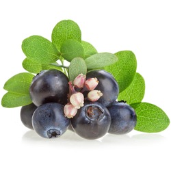 fresh berry blueberries with flowers isolated