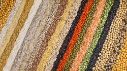 colorful striped rows of dry lentils, soya beans, grain , peas, groats , buckwheat, soybeans, legumes, rice, backdrop
