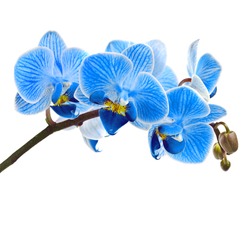 Beautiful flower Orchid, blue phalaenopsis close-up  isolated on white background