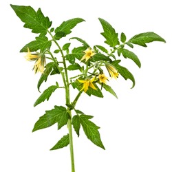 twig of tomato plant with flowers isolated on white background