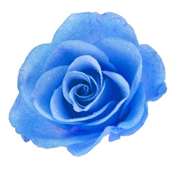 One Blue Rose head with water drops  isolated on white background