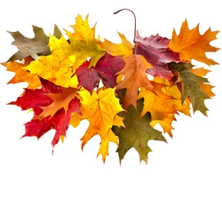 colored autumn fall leaves oak tree ( Quercus rubra ) isolated on white background 