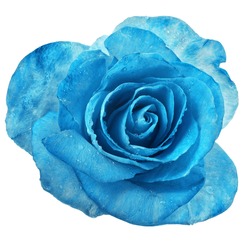 beautiful blue rose with water drops surface close up macro shot  isolated on white background