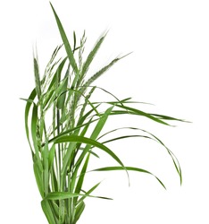 bunch of green grass Isolated on white background