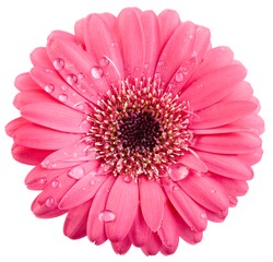 pink flower head surface top view  isolated on white background