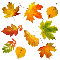 Collection set of  beautiful colourful autumn leaves isolated on white background