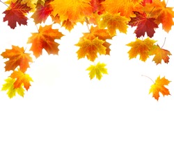 Autumn background of colored leafs border isolated 