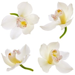 Collection set of White orchid isolated on white