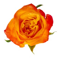 beautiful orange single rose bud  isolated on a white background