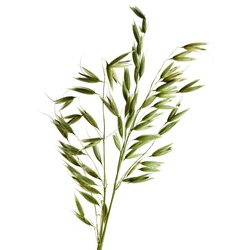 Green Oats plant on white background. Isolated