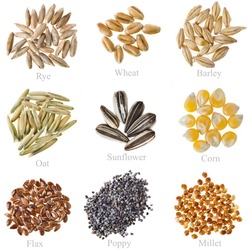Collection Cereal Grains and Seeds  : Rye, Wheat, Barley, Oat, Sunflower, Corn, Flax, Poppy, Millet closeup isolated  on white