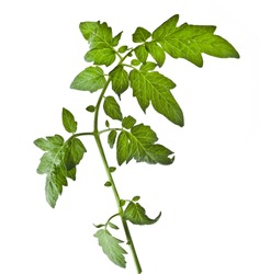 Single leaf tomato isolated on white background