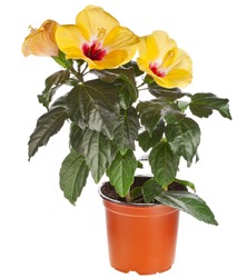 Yellow hibiscus flower  in a flowerpot isolated on white background