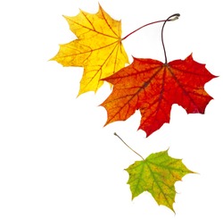 colorful autumn fall  leaves maple isolated on white background