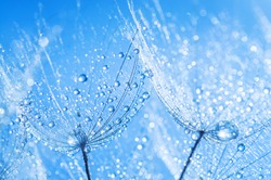 abstract dandelion flower seeds with water drops background