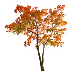 red autumn maple tree isolated on white background