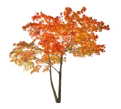 red autumn maple tree isolated on white background