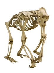 gorilla skeleton isolated on white background