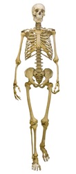 human skeleton isolated on white background