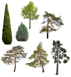 set of seven coniferous trees isolated on white background