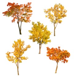 set of five autumn trees isolated on white background
