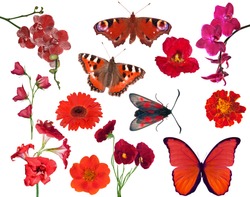 set of red color flowers and butterflies isolated on white background