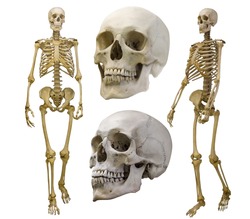 human skeletons collection isolated on white background