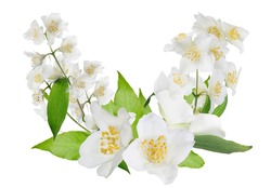 jasmine design with flowers isolated on white background