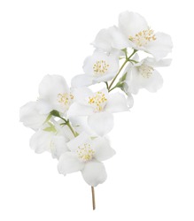 jasmin branch with flowers isolated on white background