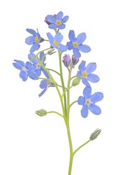 blue forget-me-not flower isolated on white background