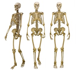 three human skeletons isolated on white background