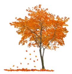 orange autumn maple tree isolated on white background
