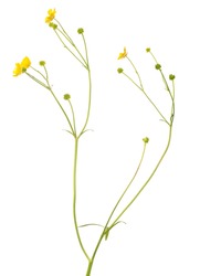 wild golden buttercup flower isolated on white background
