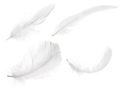 set of feather isolated on white background