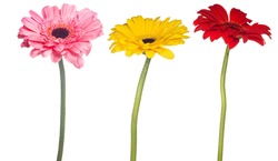 set of gerbera flowers isolated on white background