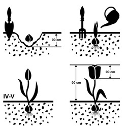 Vector illustrations of scheme growing tulips