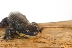 Captive Tiger Salamander (Ambystoma tigrinum) Portrait